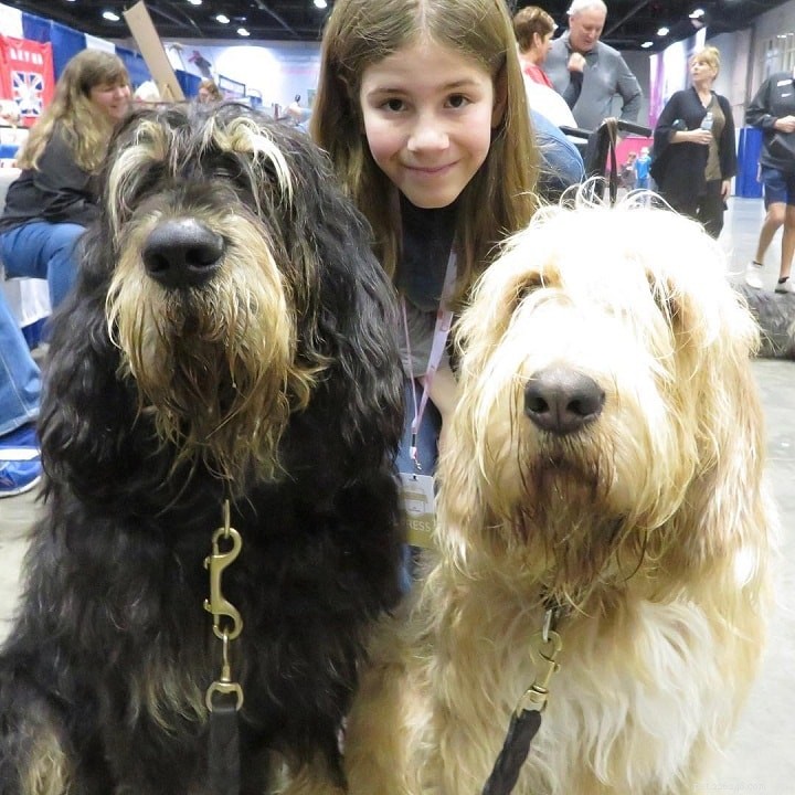 Otterhound Traits & Temperament: A Complete Guide
