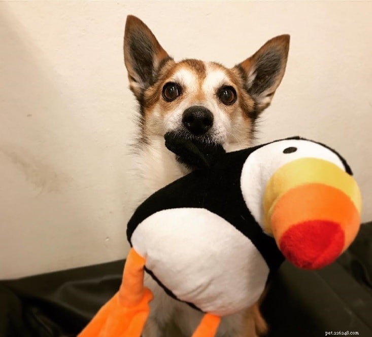 Understanding Norwegian Lundehund Behavior: Traits, Care, and Family Fit