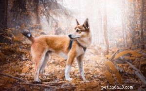 Understanding Norwegian Lundehund Behavior: Traits, Care, and Family Fit
