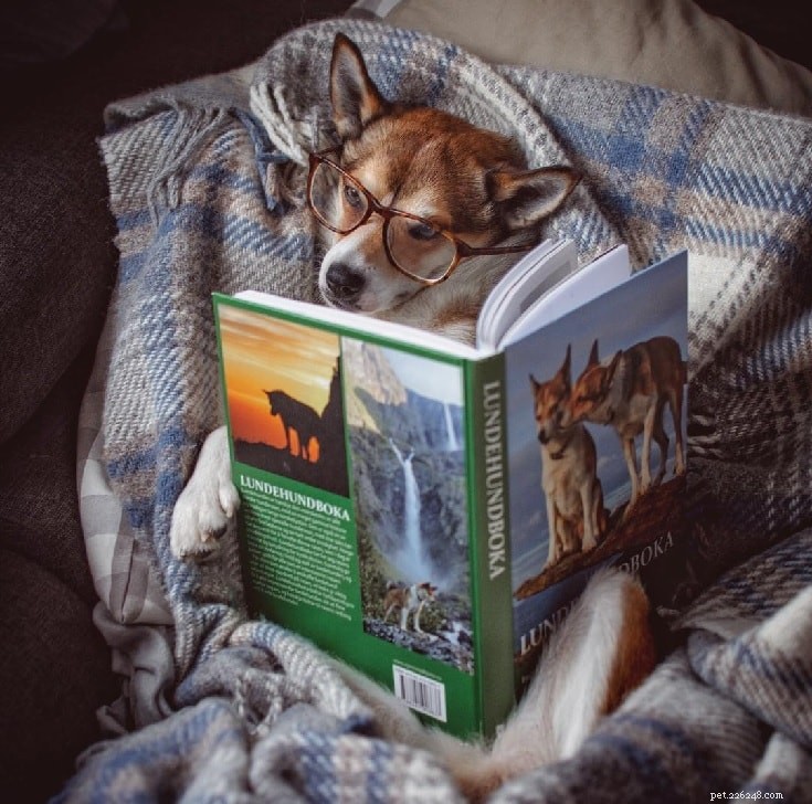 Understanding Norwegian Lundehund Behavior: Traits, Care, and Family Fit
