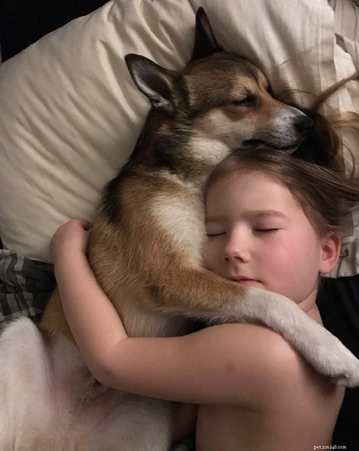 Understanding Norwegian Lundehund Behavior: Traits, Care, and Family Fit
