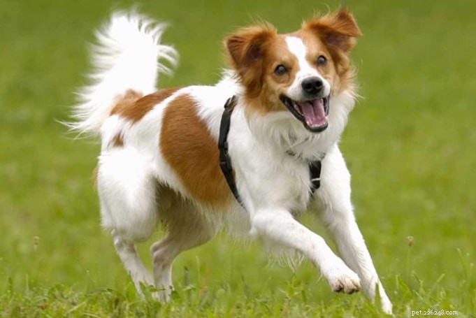 Kromfohrlander Dog Behavior: Gentle, Affectionate Companion Traits