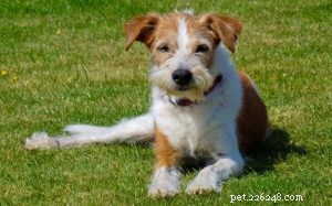 Kromfohrlander Dog Behavior: Gentle, Affectionate Companion Traits