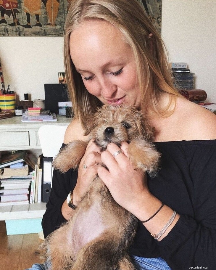 Understanding Norfolk Terrier Behavior: Temperament, Training, and Care