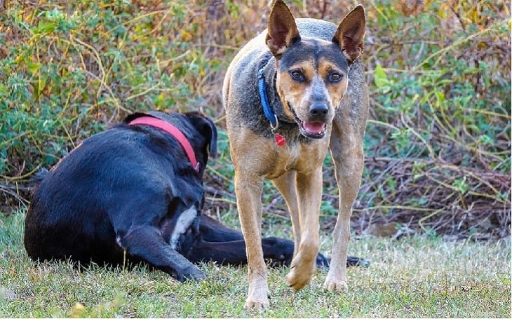Understanding the Temperament and Training of Australian Kelpies