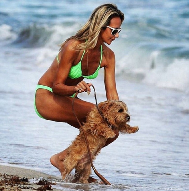 Understanding Norfolk Terrier Behavior: Temperament, Training, and Care