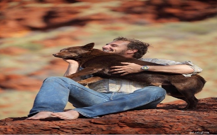 Understanding the Temperament and Training of Australian Kelpies