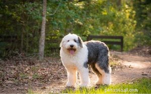 Understanding Old English Sheepdog Behavior: Traits, Instincts, and Care