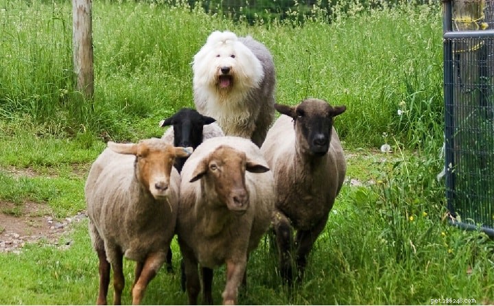 Understanding Old English Sheepdog Behavior: Traits, Instincts, and Care