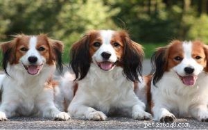 Nederlandse Kooikerhondje: Behavior, Traits, and Family Compatibility