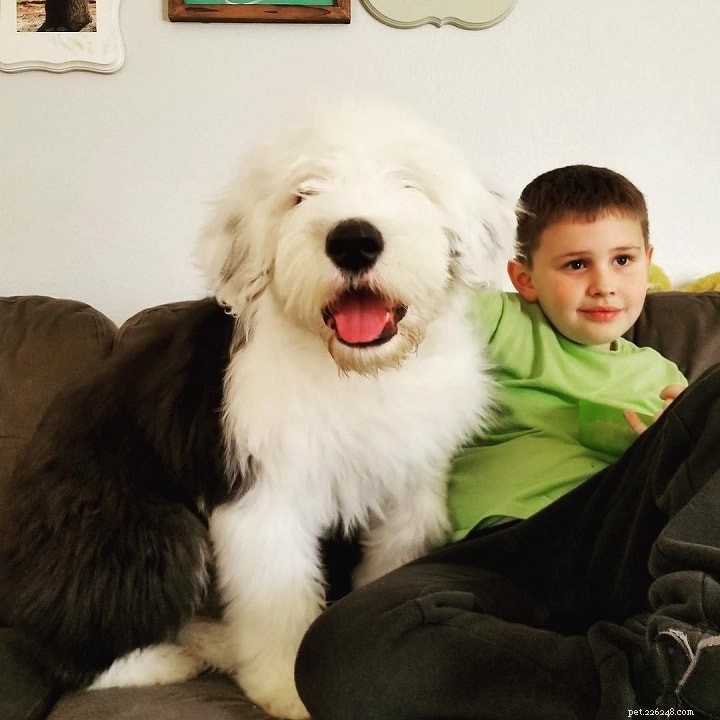 Understanding Old English Sheepdog Behavior: Traits, Instincts, and Care