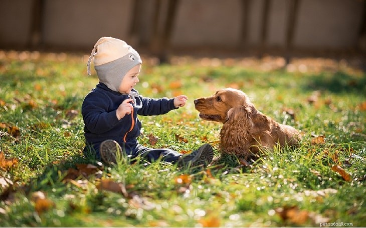 Nederlandse Kooikerhondje: Behavior, Traits, and Family Compatibility