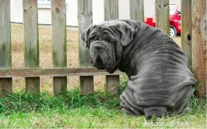 Neapolitan Mastiff: Understanding Their Guarding Instincts & Behavior