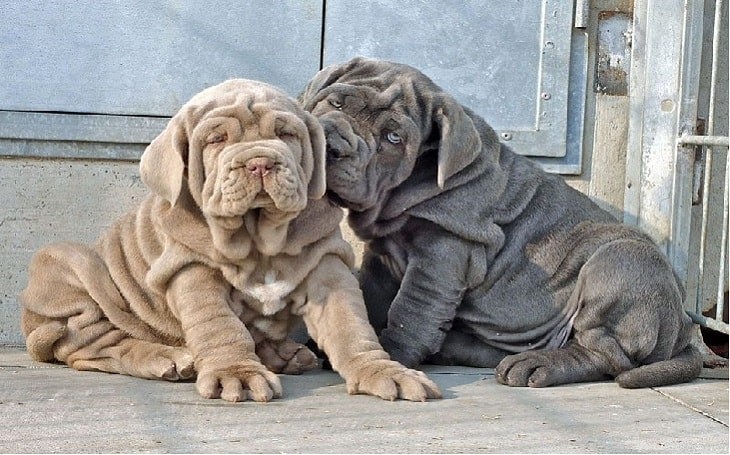 Neapolitan Mastiff: Understanding Their Guarding Instincts & Behavior