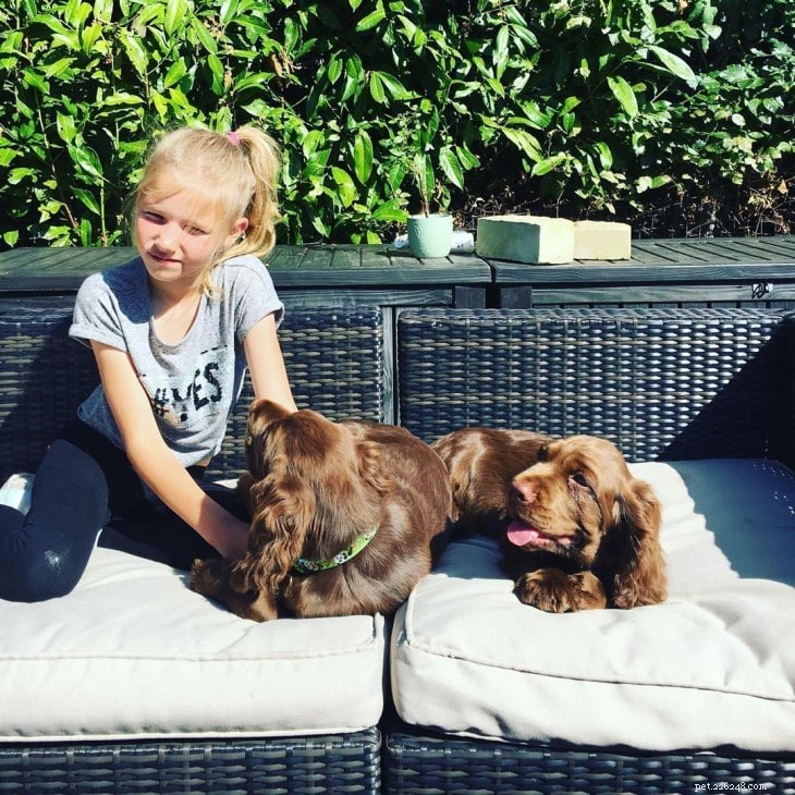 Understanding Sussex Spaniel Behavior: Calm, Playful, and Loving Companion