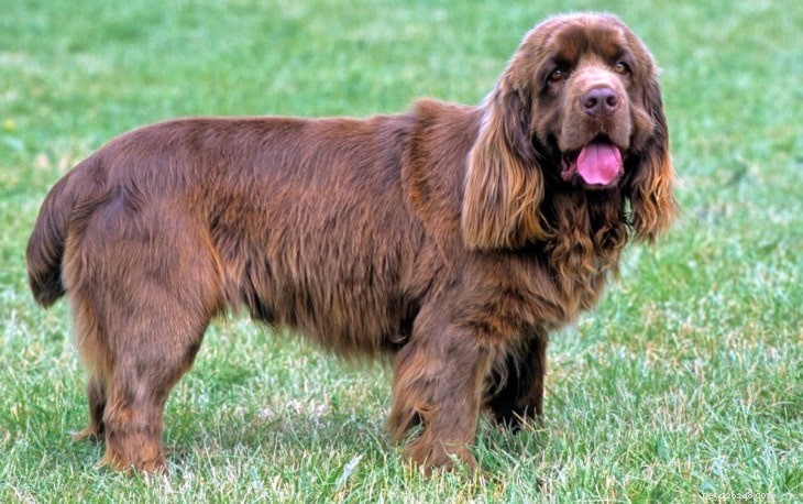 Understanding Sussex Spaniel Behavior: Calm, Playful, and Loving Companion