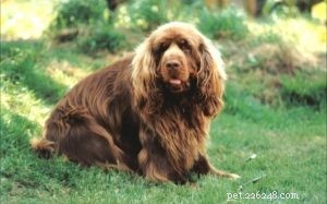 Understanding Sussex Spaniel Behavior: Calm, Playful, and Loving Companion