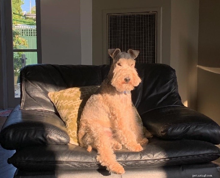 Lakeland Terrier: Bold, Energetic Companion for Active Families
