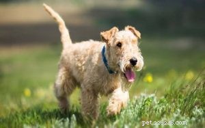 Lakeland Terrier: Bold, Energetic Companion for Active Families