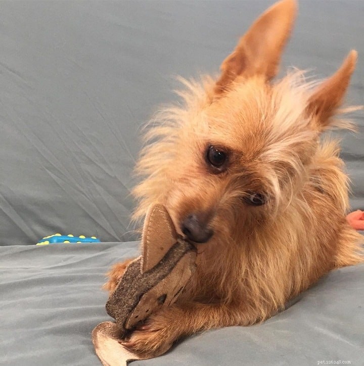 Portuguese Podengo Pequeno: Small Hunting Dog with Unique Behavioral Traits