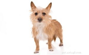 Portuguese Podengo Pequeno: Small Hunting Dog with Unique Behavioral Traits