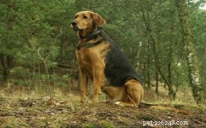 Plott Hound Temperament: A Comprehensive Guide to Behavior & Personality