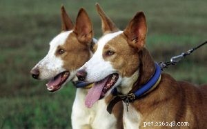 Portuguese Podengos: A Historic Hunting Breed in Three Sizes