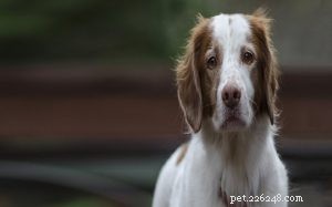 Brittany Spaniel Traits: Energetic, Intelligent, and Ideal for Active Families