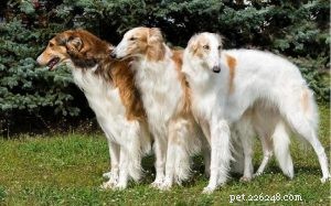 Understanding Borzoi Behavior: Temperament, Space Needs, and Care Tips