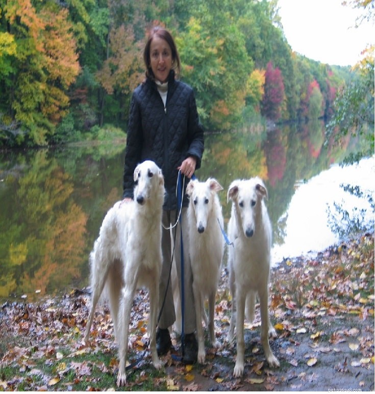 Understanding Borzoi Behavior: Temperament, Space Needs, and Care Tips