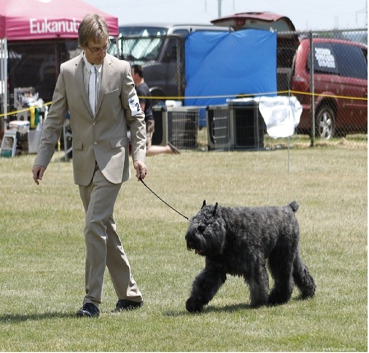 Bouvier des Flandres Personality: Traits, Training & Family Life