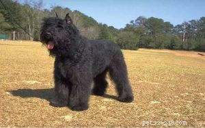 Bouvier des Flandres Personality: Traits, Training & Family Life