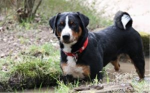 Understanding Appenzeller Sennenhund Behavior: A Guide for Prospective Owners