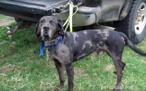 Understanding the Behavior of the American Leopard Hound