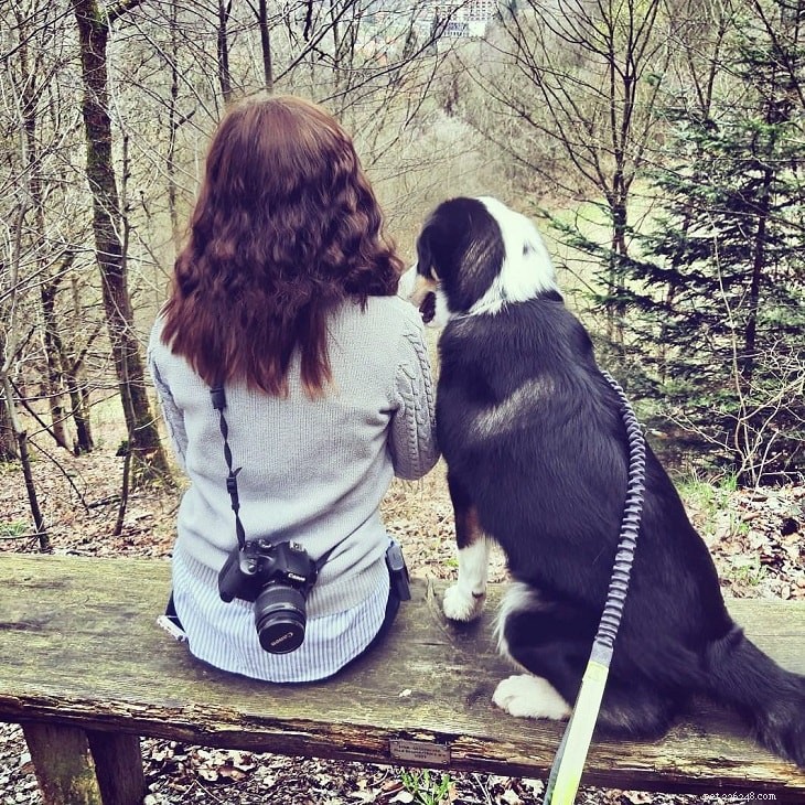 Understanding Appenzeller Sennenhund Behavior: A Guide for Prospective Owners