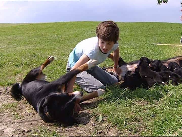 Understanding Appenzeller Sennenhund Behavior: A Guide for Prospective Owners