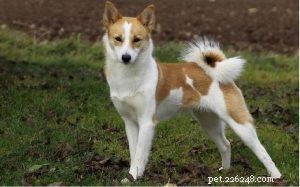 Understanding Norrbottenspets Dog Behavior: Traits, Temperament, and Ideal Care