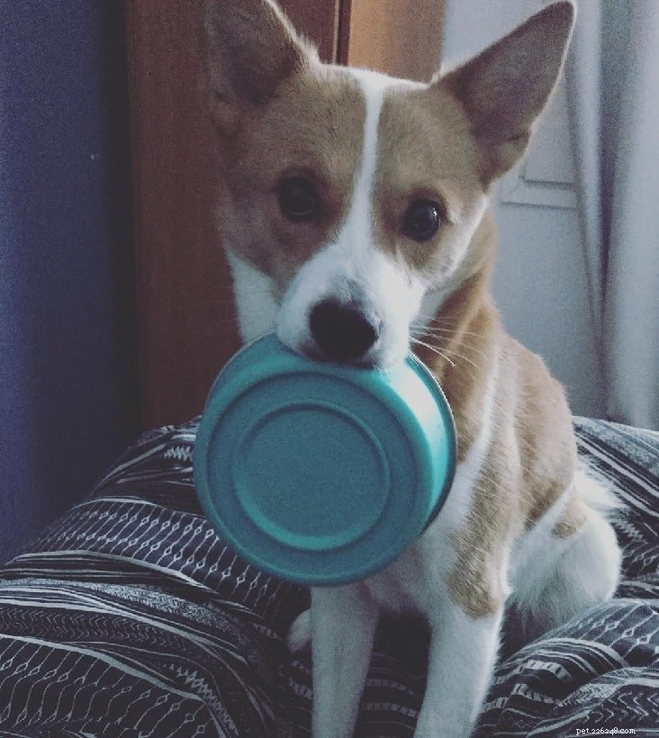 Understanding Norrbottenspets Dog Behavior: Traits, Temperament, and Ideal Care