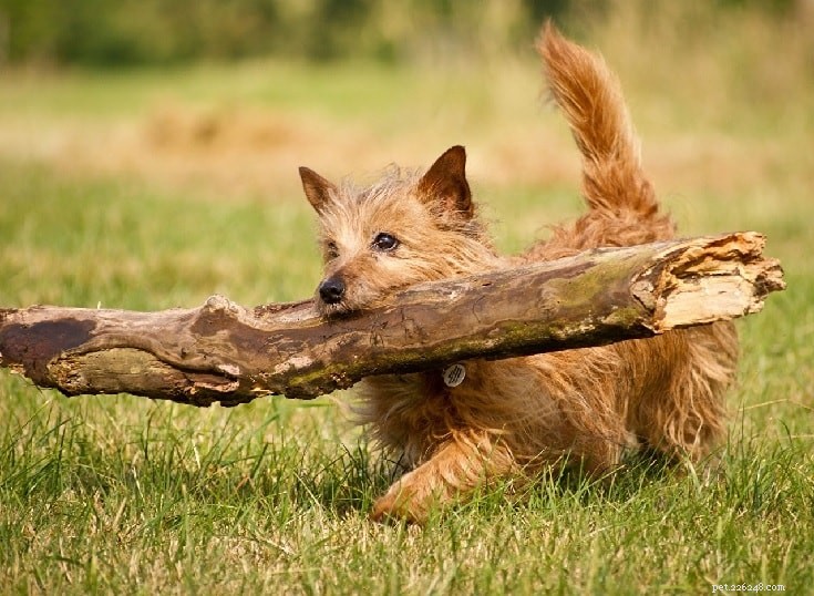 Norwich Terrier Behavior: Friendly, Energetic & Family‑Friendly Companion