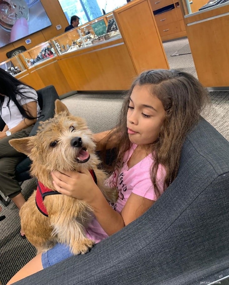 Norwich Terrier Behavior: Friendly, Energetic & Family‑Friendly Companion