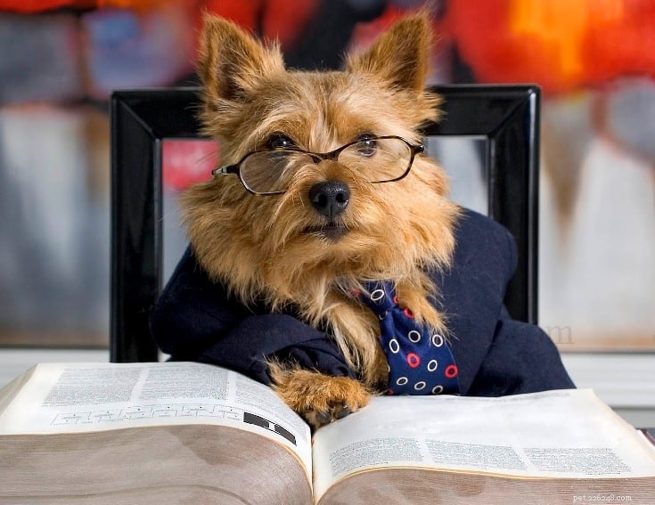 Norwich Terrier Behavior: Friendly, Energetic & Family‑Friendly Companion