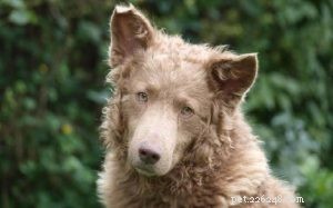 Mudi Dog Behavior: Traits, Temperament, and Family Compatibility