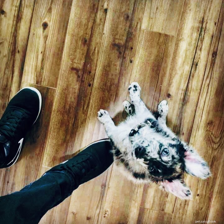 Mudi Dog Behavior: Traits, Temperament, and Family Compatibility