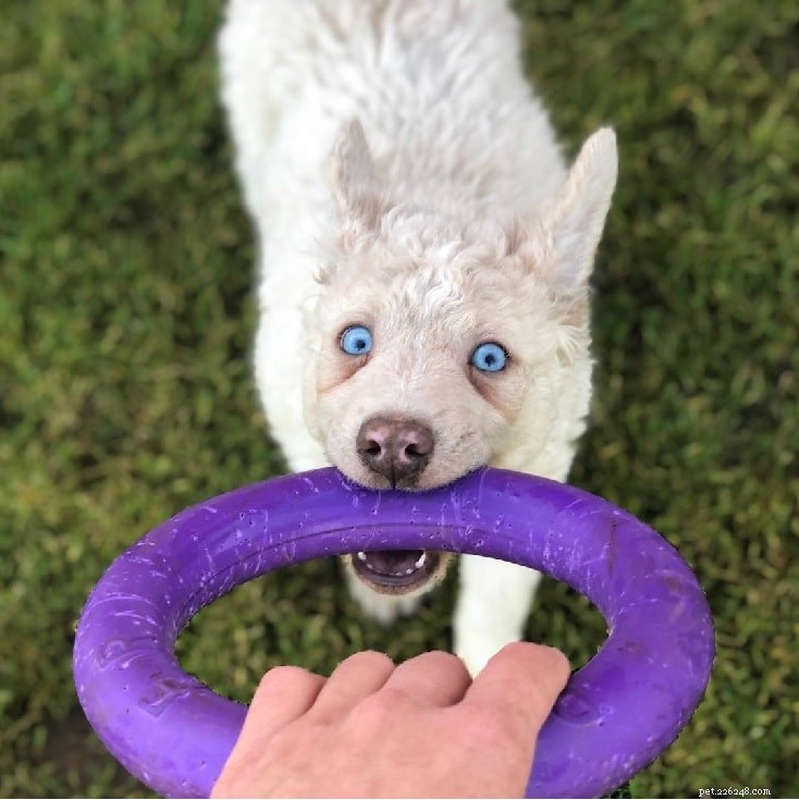 Mudi Dog Behavior: Traits, Temperament, and Family Compatibility