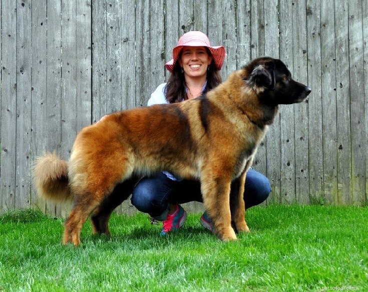 Estrela Mountain Dog: Size, Guarding Instincts, and Family Loyalty