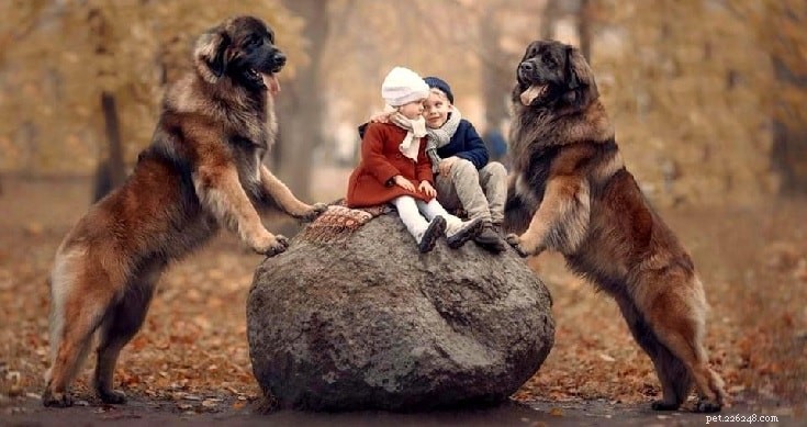 Estrela Mountain Dog: Size, Guarding Instincts, and Family Loyalty