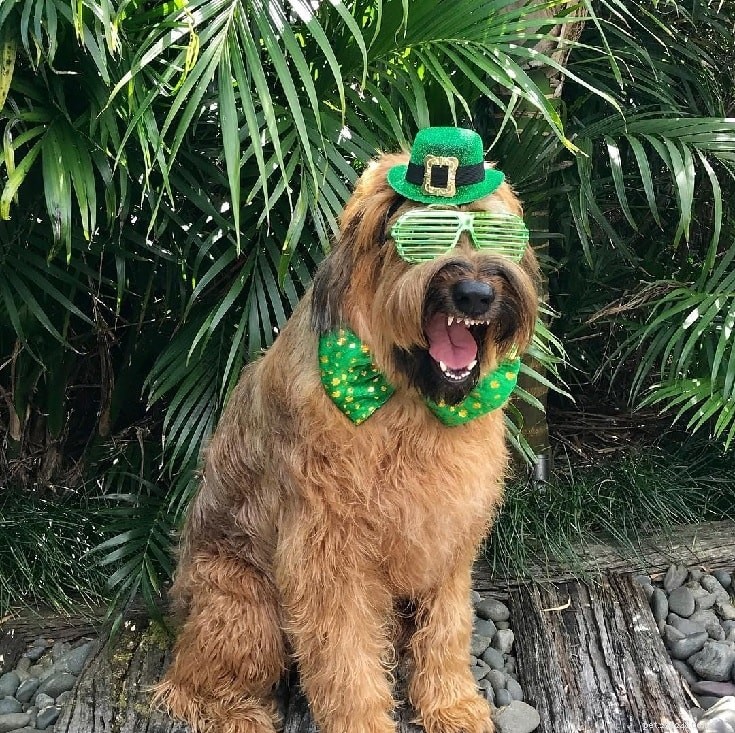 Understanding Briard Behavior: Traits, Temperament & Care