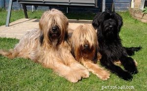 Understanding Briard Behavior: Traits, Temperament & Care