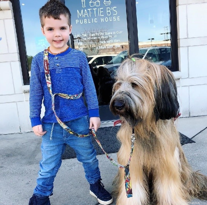 Understanding Briard Behavior: Traits, Temperament & Care