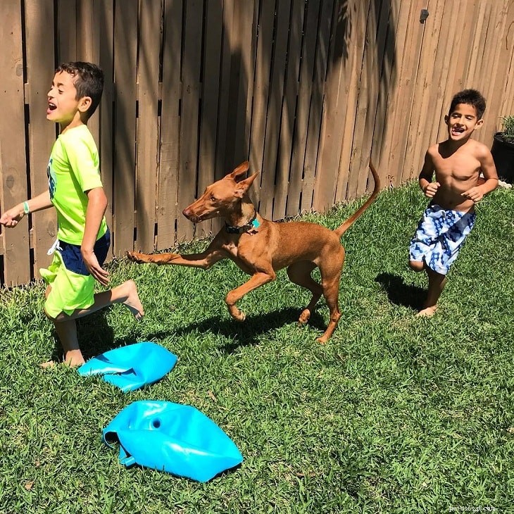 Understanding the Pharaoh Hound: Temperament, Traits, and Care